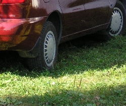 䳿      