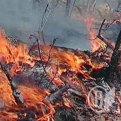 Чернігівщина: Горять ліси Чернігівщина: Горять ліси