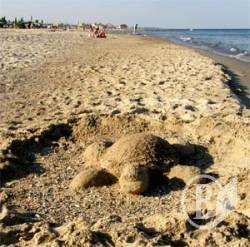 Фото черепахи пляжной. И красивых безымянных девушек Фото черепахи пляжной. И красивых безымянных девушек