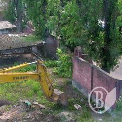 Могутні дерева засохли на папері екологів. ФОТОрепортаж Могутні дерева засохли на папері екологів. ФОТОрепортаж