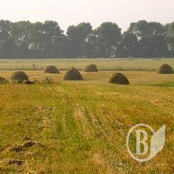 Жнива: Зібрано половину врожаю зернових Жнива: Зібрано половину врожаю зернових