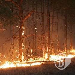 Пожежа: Йдеш до лісу – забудь сірники! Пожежа: Йдеш до лісу – забудь сірники!
