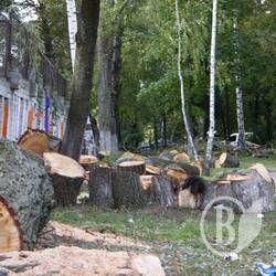 Зелене валим, сухе - бережем? ФОТОрепортаж Зелене валим, сухе - бережем? ФОТОрепортаж