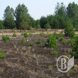 Ліва ялинка – недорого: Від 17 до 170 гривень Ліва ялинка – недорого: Від 17 до 170 гривень