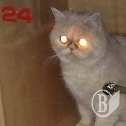 Камера схову для котів. ФОТОфакт Камера схову для котів. ФОТОфакт