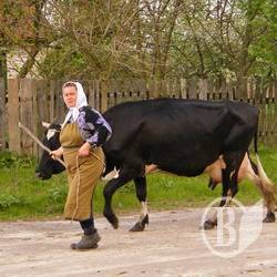 Виробництво молокопродуктів на Чернігівщині торік скоротилося на 5% Виробництво молокопродуктів на Чернігівщині торік скоротилося на 5%