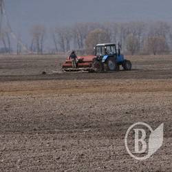 Посівна-2010: Площі під технічними культурами зростатимуть Посівна-2010: Площі під технічними культурами зростатимуть