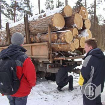 На експорт Україна вирубує найкращі ліси На експорт Україна вирубує найкращі ліси