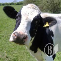 Чому корівки… плачуть? Чому корівки… плачуть?