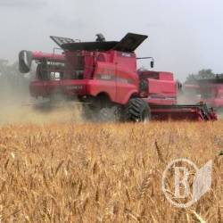 Жнива-2010: які ціни очікують виробників зерна? Жнива-2010: які ціни очікують виробників зерна?
