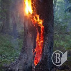 Деревья в Чернигове не только вырубают, но и жгут
