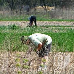 Вчення Азарова – на поля! Рішення партії – в життя! ВІДЕО, ФОТО Вчення Азарова – на поля! Рішення партії – в життя! ВІДЕО, ФОТО