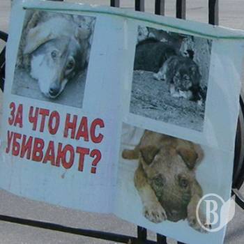 У Чернігові собака загриз трьох кіз. ВІДЕО У Чернігові собака загриз трьох кіз. ВІДЕО