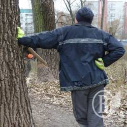 Дерева біля Стрижня попиляли під покровом суботи. ВІДЕО, ФОТО Дерева біля Стрижня попиляли під покровом суботи. ВІДЕО, ФОТО