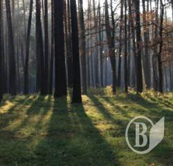 Батьківщина кличе на барикади в Чернігові. Через Ялівщину Батьківщина кличе на барикади в Чернігові. Через Ялівщину