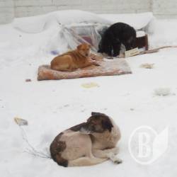 Хто контролює безпритульних тварин у Чернігові? Хто контролює безпритульних тварин у Чернігові?