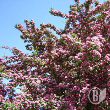 Сакура по-чернігівськи Сакура по-чернігівськи