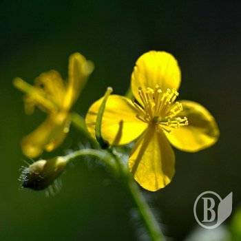 Весняні квіти від Віктора Кошмала Весняні квіти від Віктора Кошмала