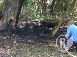 Кордівку намагалися підпалити за допомогою автошин? Кордівку намагалися підпалити за допомогою автошин?