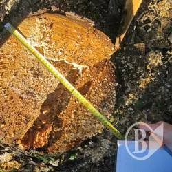 Браконьєри пиляли в Глибокому Розі Браконьєри пиляли в Глибокому Розі