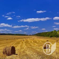 Єгипту до смаку українська пшениця. Замість російської Єгипту до смаку українська пшениця. Замість російської