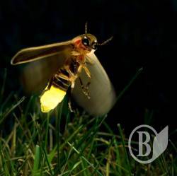 Театр теней «Fireflies» заявляет о коррупции Театр теней «Fireflies» заявляет о коррупции