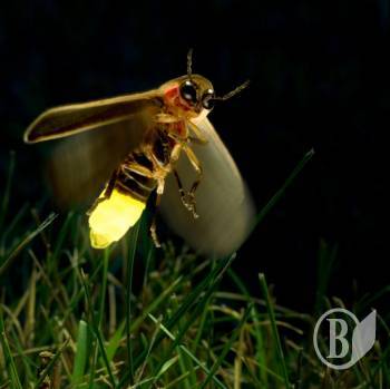   Fireflies   