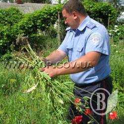 Крестьянин выращивал мак. Урожай собрала полиция Крестьянин выращивал мак. Урожай собрала полиция