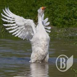 Як вода з гусака? Як вода з гусака?