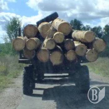 Доки провадиться провадження, ліс і далі рубають. ФотоФакт Доки провадиться провадження, ліс і далі рубають. ФотоФакт