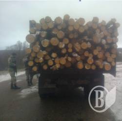 Як розкрадають ліси. Схема Як розкрадають ліси. Схема