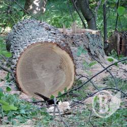 Гройсман, руки геть від мораторію на експорт лісу-кругляку! Відео Гройсман, руки геть від мораторію на експорт лісу-кругляку! Відео