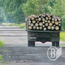Скільки на Чернігівщині лісу заготовлено. Офіційно