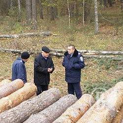 До розслідування «санітарної» вирубки 3 га лісу долучився прокурор