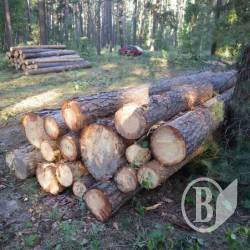 Варварські вирубки у виконанні лісгоспів Чернігівщини. Відео Варварські вирубки у виконанні лісгоспів Чернігівщини. Відео