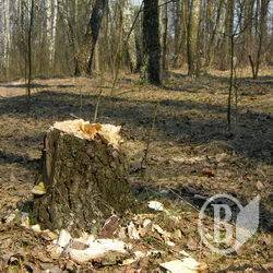 За вирубку – 60 тисяч у сільраду За вирубку – 60 тисяч у сільраду