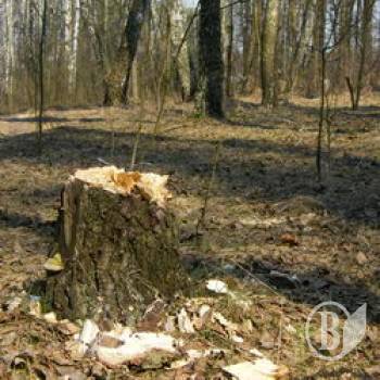 За вирубку – 60 тисяч у сільраду За вирубку – 60 тисяч у сільраду