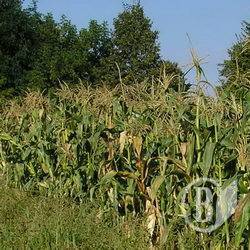 За чуже поле кукурудзи – 8 років За чуже поле кукурудзи – 8 років