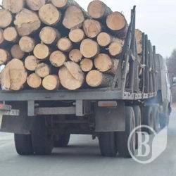 Ліс-кругляк мандрує Чернігівщиною. ФотоФакт Ліс-кругляк мандрує Чернігівщиною. ФотоФакт