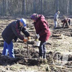 Ліс саджають безробітні Ліс саджають безробітні