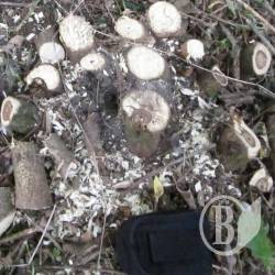 Вирубка в Кордівці розпочата ДО прийняття рішення міськрадою Вирубка в Кордівці розпочата ДО прийняття рішення міськрадою