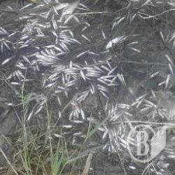 Повідомляйте про задуху риби Повідомляйте про задуху риби