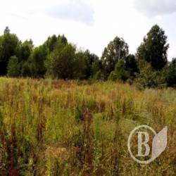 Прикордонники натрапили на макову плантацію Прикордонники натрапили на макову плантацію