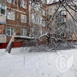 У Чернігові продовжують падати дерева У Чернігові продовжують падати дерева