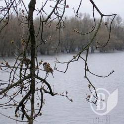 Гідрологічна ситуація на річках у Чернігівській області Гідрологічна ситуація на річках у Чернігівській області