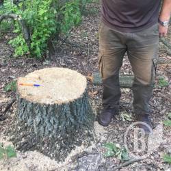 Поблизу Кукшина вкрали 16 дубів Поблизу Кукшина вкрали 16 дубів