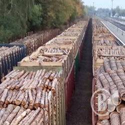 Хто заробляє на українському чорному лісі Хто заробляє на українському чорному лісі