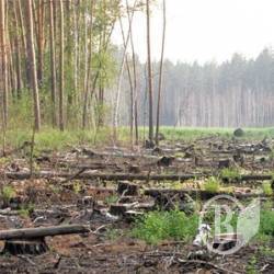 Обранці Чернігівської облради не дійшли згоди, хто буде пиляти ліси в області Обранці Чернігівської облради не дійшли згоди, хто буде пиляти ліси в області