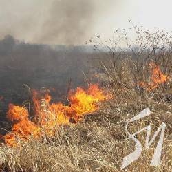 Близько 116 га сухої трави випалили за вихідні лише у випадках офіційно зафіксованих пожеж Близько 116 га сухої трави випалили за вихідні лише у випадках офіційно зафіксованих пожеж