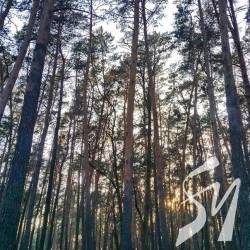 Ялівщину прорідять. Нашим же коштом Ялівщину прорідять. Нашим же коштом